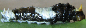 Early instar larva, side view: Ambrax Swallowtail (Papilio ambrax egipius)