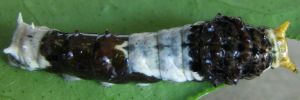 Early instar larva, top view: Ambrax Swallowtail (Papilio ambrax egipius)