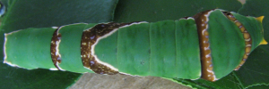 Final instar larva, top view: Ambrax Swallowtail (Papilio ambrax egipius)