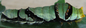 Later instar larva, side view: Ambrax Swallowtail (Papilio ambrax egipius)