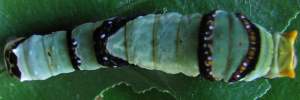 Later instar larva, top view: Ambrax Swallowtail (Papilio ambrax egipius)