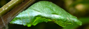 Pupa, side view: Ambrax Swallowtail (Papilio ambrax egipius)