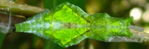 Pupa, top view: Ambrax Swallowtail (Papilio ambrax egipius)