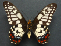Adult, male, underside: Dainty Swallowtail (Papilio anactus)