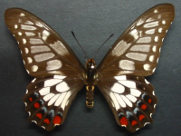 Adult, female, upperside: Dainty Swallowtail (Papilio anactus)