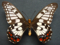 Adult, female, underside: Dainty Swallowtail (Papilio anactus)