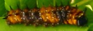 Early instar larva, side view: Dainty Swallowtail (Papilio anactus)
