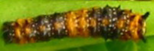 Early instar larva, top view: Dainty Swallowtail (Papilio anactus)
