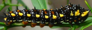 Final instar larva, side view: Dainty Swallowtail (Papilio anactus)