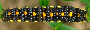 Final instar larva, top view: Dainty Swallowtail (Papilio anactus)