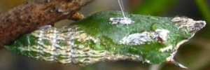 Pupa, side view: Dainty Swallowtail (Papilio anactus)