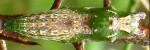 Pupa, top view: Dainty Swallowtail (Papilio anactus)