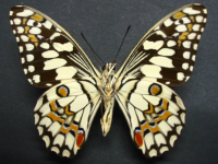 Adult, male, underside: Chequered Swallowtail (Papilio demoleus sthenelus)