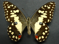 Adult, female, upperside: Chequered Swallowtail (Papilio demoleus sthenelus)
