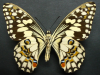 Adult, female, underside: Chequered Swallowtail (Papilio demoleus sthenelus)