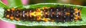 Early instar larva, top view: Chequered Swallowtail (Papilio demoleus sthenelus)