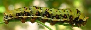 Final instar larva, side view: Chequered Swallowtail (Papilio demoleus sthenelus)