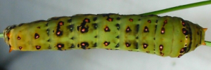 Final instar larva, top view: Chequered Swallowtail (Papilio demoleus sthenelus)