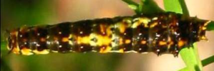 Later instar larva, top view: Chequered Swallowtail (Papilio demoleus sthenelus)