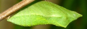Pupa, side view: Chequered Swallowtail (Papilio demoleus sthenelus)