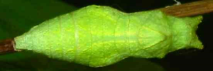 Pupa, top view: Chequered Swallowtail (Papilio demoleus sthenelus)