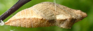 Pupa, side view: Chequered Swallowtail (Papilio demoleus sthenelus)