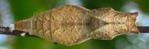 Pupa, top view: Chequered Swallowtail (Papilio demoleus sthenelus)