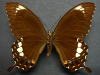 Adult, male, underside: Fuscous Swallowtail (Papilio fuscus capaneus)