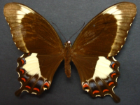 Adult, female, upperside: Fuscous Swallowtail (Papilio fuscus capaneus)