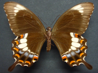 Adult, female, underside: Fuscous Swallowtail (Papilio fuscus capaneus)