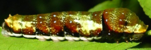 Final instar larva, side view: Fuscous Swallowtail (Papilio fuscus capaneus)
