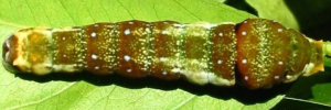 Final instar larva, top view: Fuscous Swallowtail (Papilio fuscus capaneus)