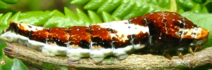 Later instar larva, side view: Fuscous Swallowtail (Papilio fuscus capaneus)