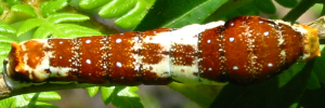 Later instar larva, top view: Fuscous Swallowtail (Papilio fuscus capaneus)