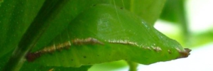 Pupa, side view: Fuscous Swallowtail (Papilio fuscus capaneus)