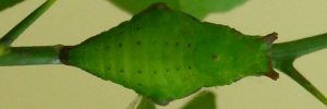 Pupa, top view: Fuscous Swallowtail (Papilio fuscus capaneus)