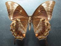 Adult, male, underside: Ulysses Swallowtail (Papilio ulysses joesa)