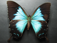 Adult, female, upperside: Ulysses Swallowtail (Papilio ulysses joesa)