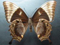 Adult, female, underside: Ulysses Swallowtail (Papilio ulysses joesa)