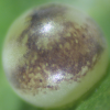 Egg, egg: Ulysses Swallowtail (Papilio ulysses joesa)