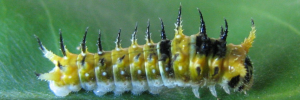 Early instar larva, side view: Ulysses Swallowtail (Papilio ulysses joesa)