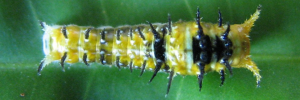 Early instar larva, top view: Ulysses Swallowtail (Papilio ulysses joesa)