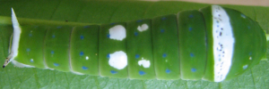Final instar larva, top view: Ulysses Swallowtail (Papilio ulysses joesa)