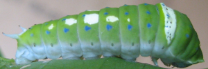 Later instar larva, side view: Ulysses Swallowtail (Papilio ulysses joesa)