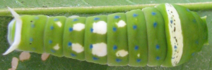Later instar larva, top view: Ulysses Swallowtail (Papilio ulysses joesa)