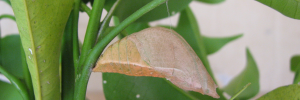 Pupa, side view: Ulysses Swallowtail (Papilio ulysses joesa)