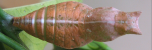 Pupa, top view: Ulysses Swallowtail (Papilio ulysses joesa)