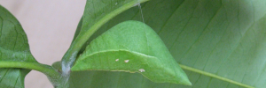 Pupa, side view: Ulysses Swallowtail (Papilio ulysses joesa)