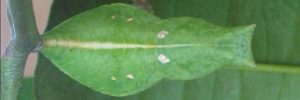 Pupa, top view: Ulysses Swallowtail (Papilio ulysses joesa)