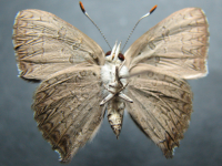 Adult, male, underside: Fiery Copper (Paralucia pyrodiscus)